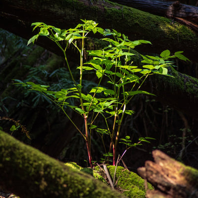 Earth Day 2021- A call to live more sustainably
