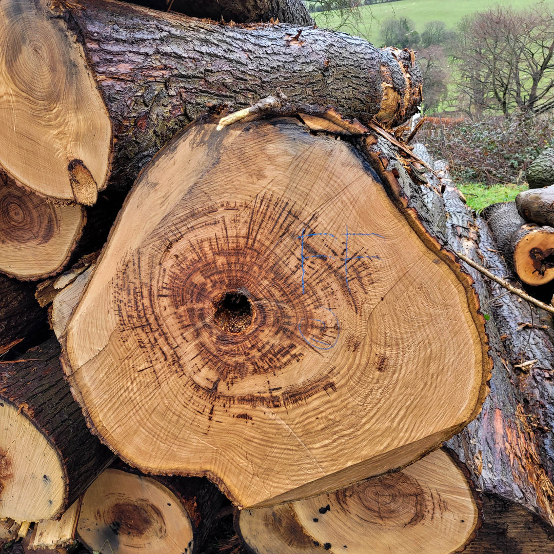Treecycled English Ash tree from East Grinstead